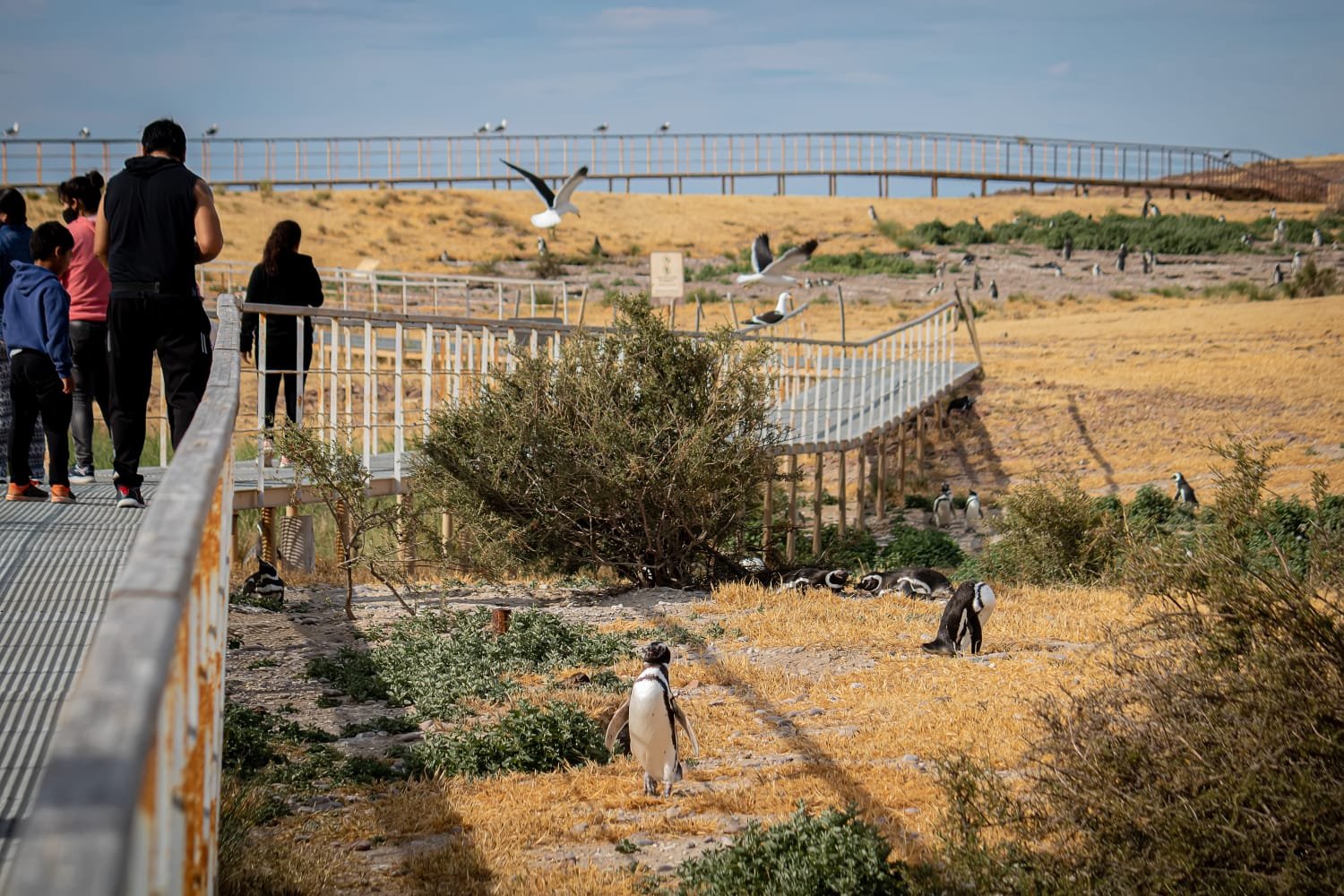 Más de 100 mil personas visitaron Chubut durante la temporada de pingüinos