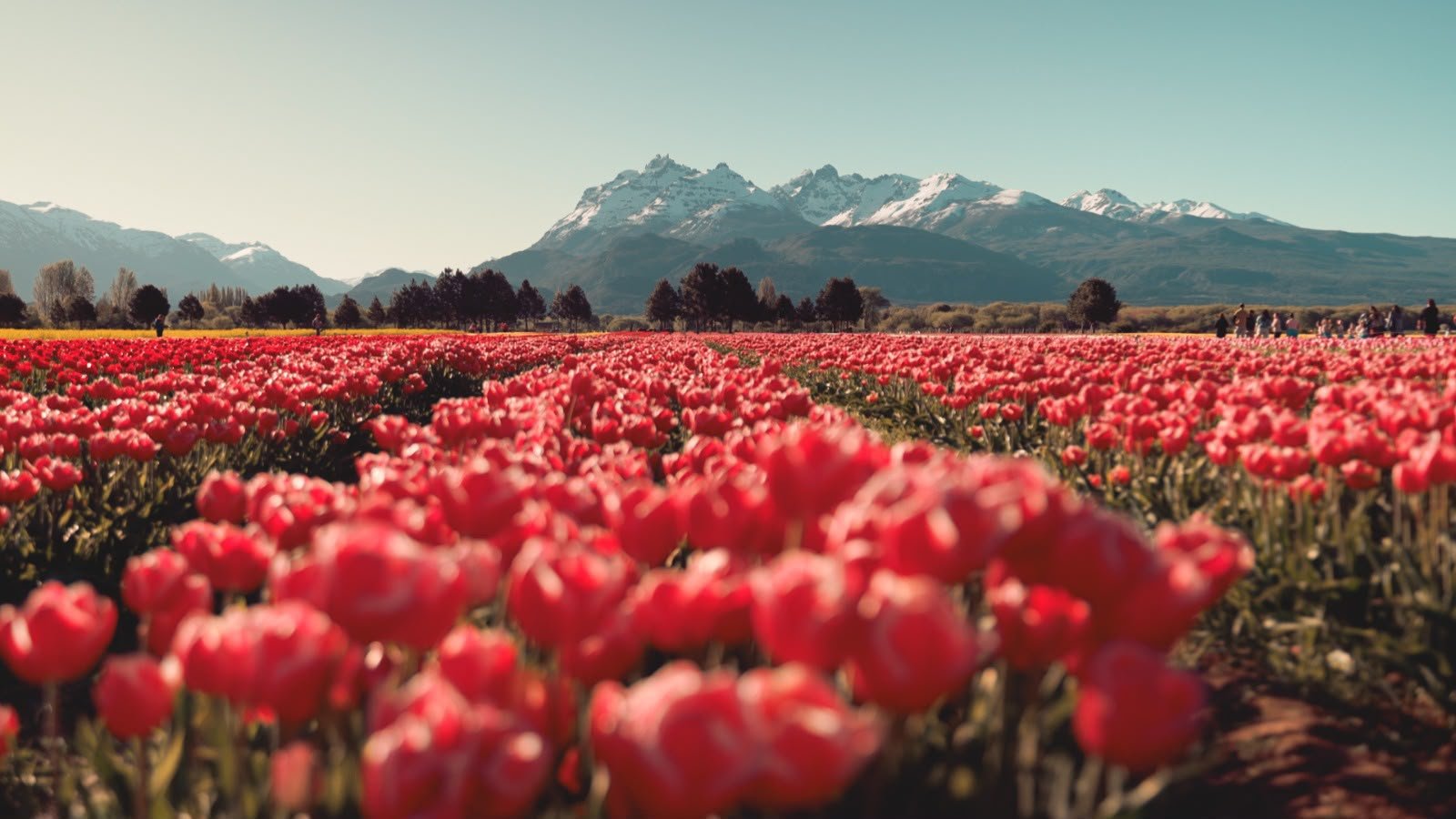 Chubut acompaña una nueva Temporada de Tulipanes en Trevelin con una fuerte llegada de turistas a la Cordillera